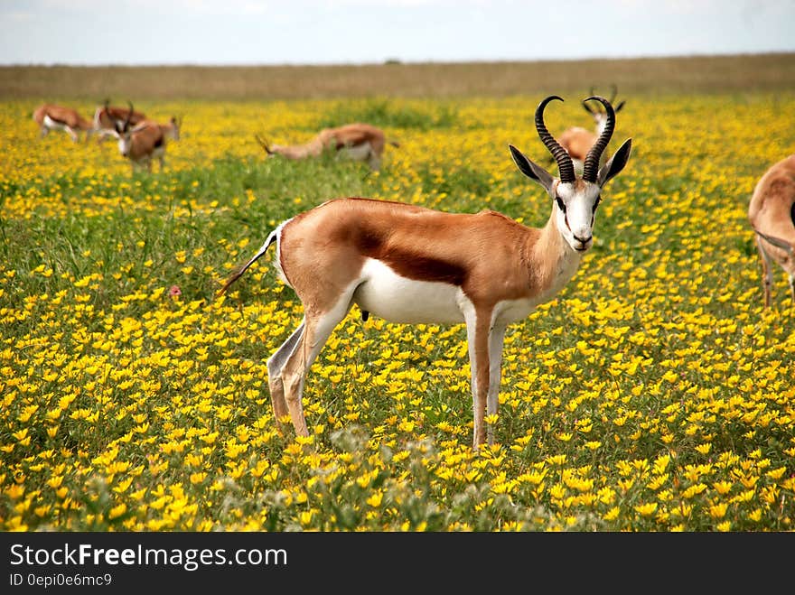 Scenic view of springboks stood in yellow flowery meadow. Scenic view of springboks stood in yellow flowery meadow.