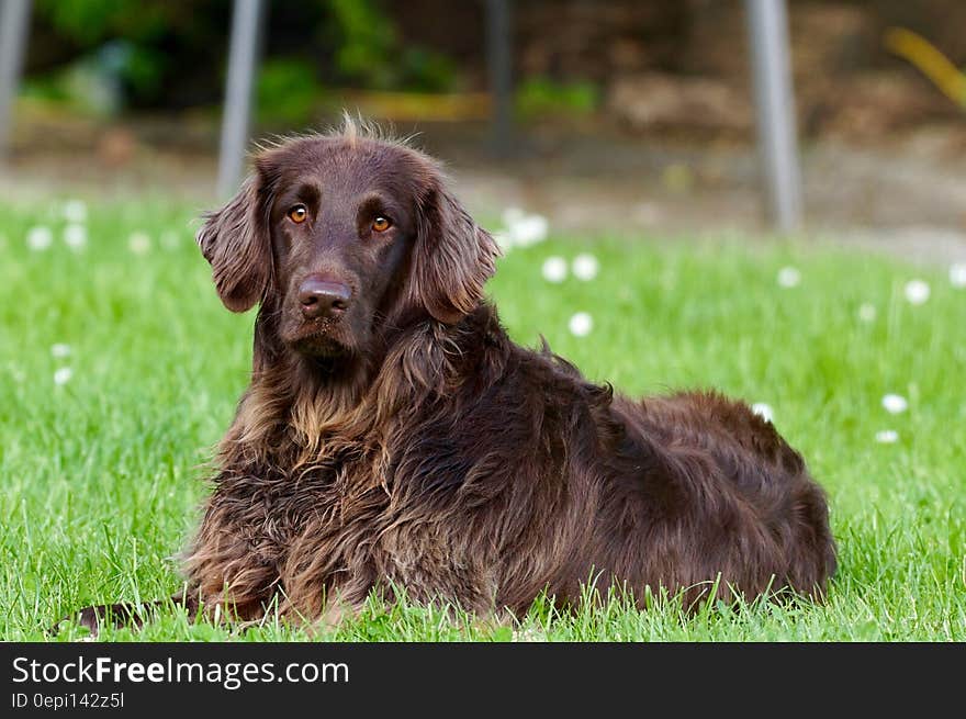 A brown dog lying on green grass.