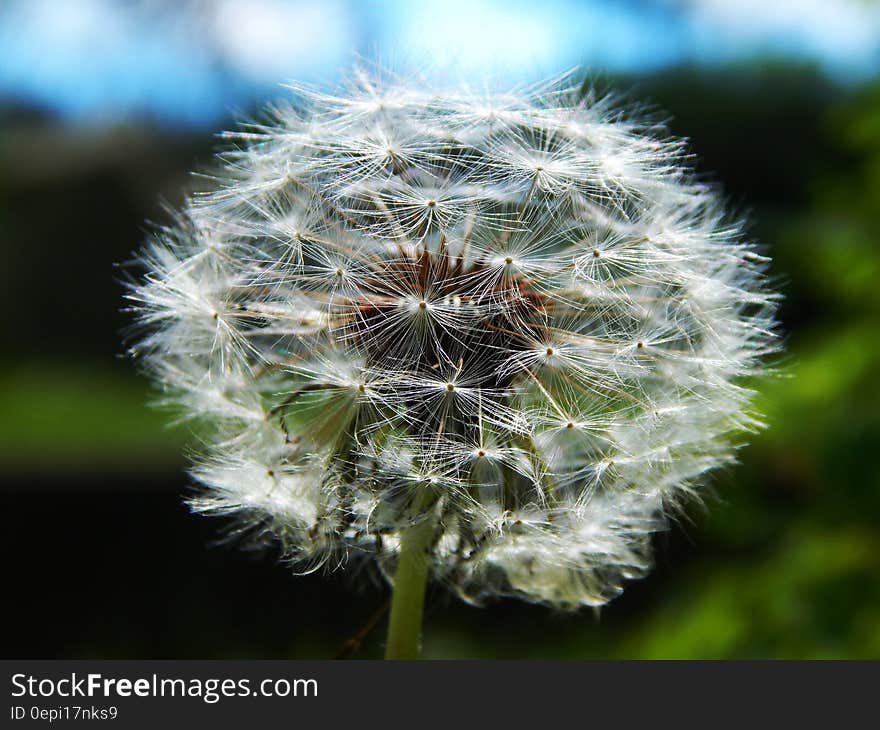 A close up of a ripe dandelion.