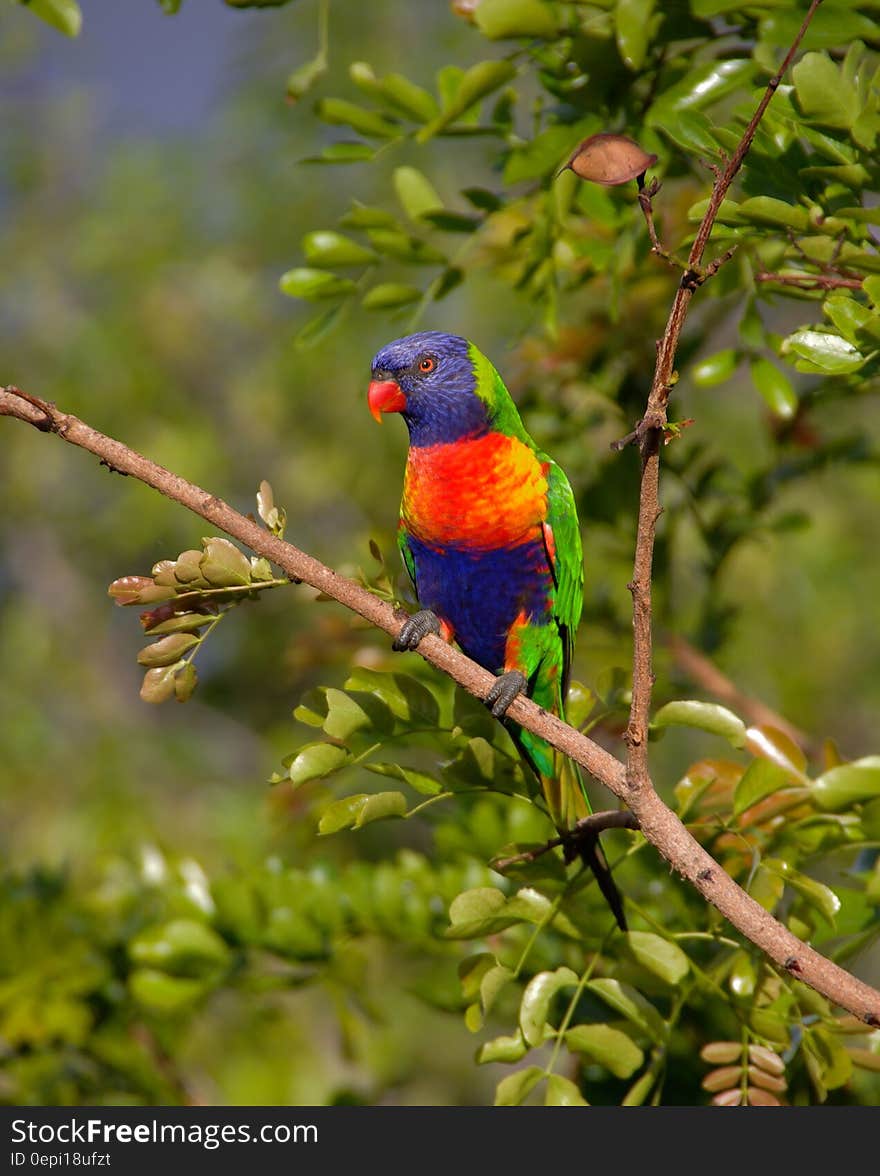 Blue Orange and Green Parrot Resting on Brown Branch