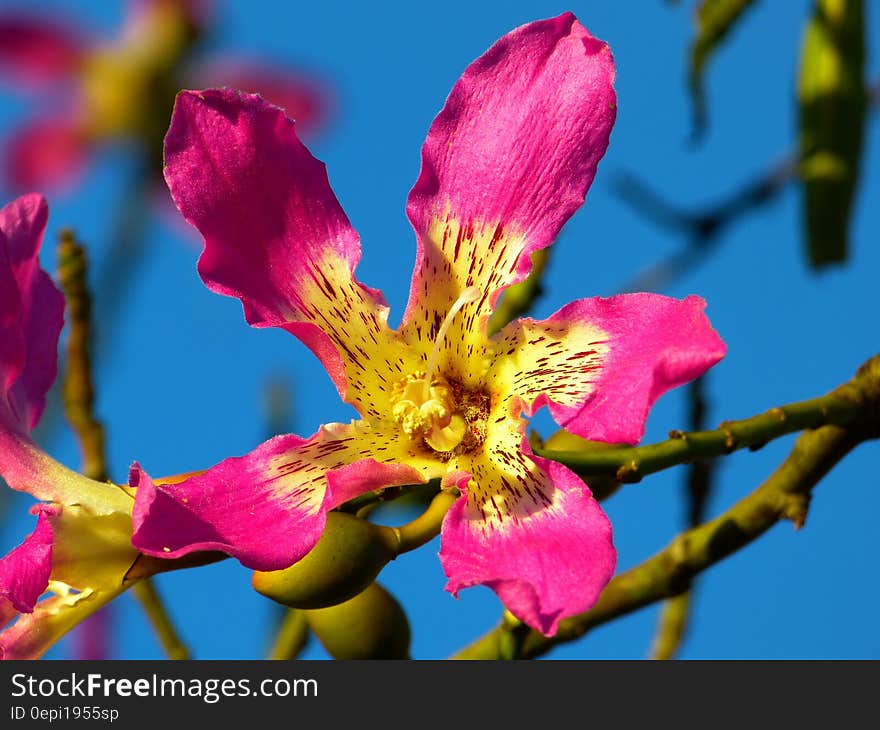 Purple and Yellow Petaled Flower in Bloom