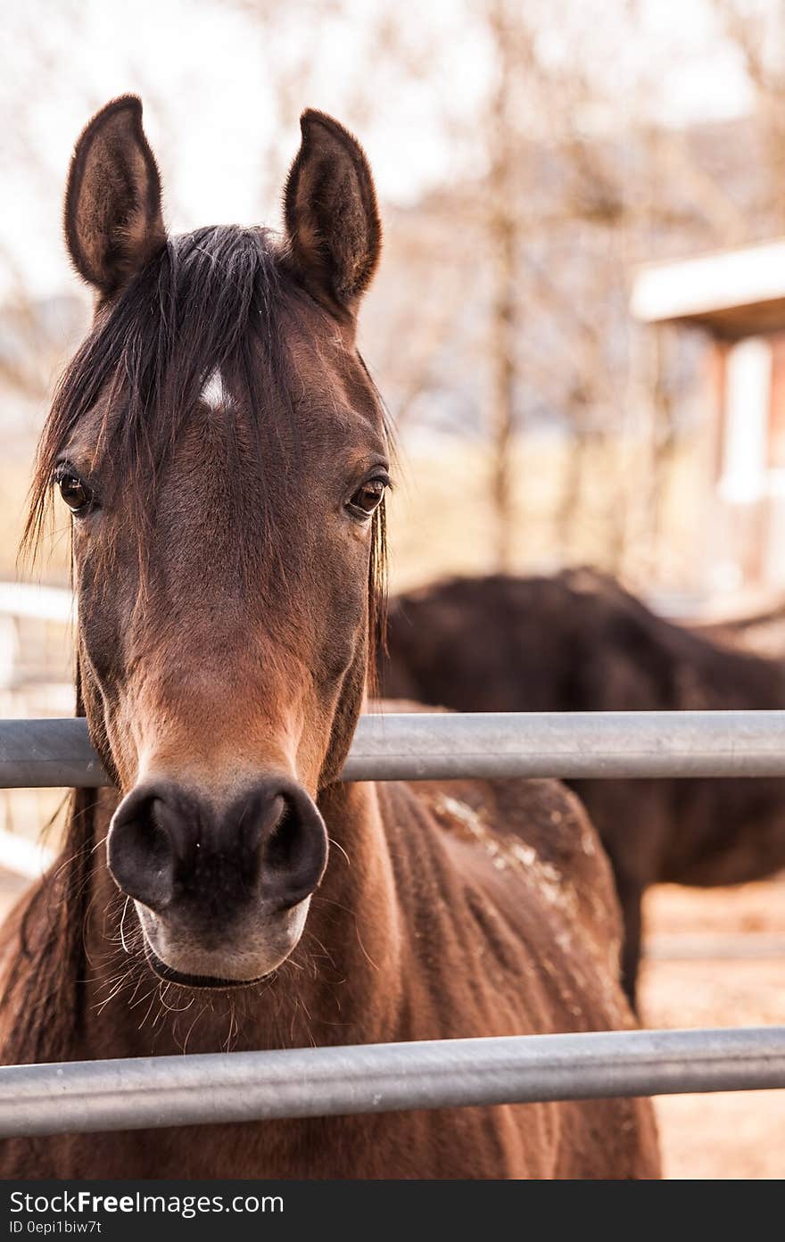 Brown Horse Beside Gray Metal Bar