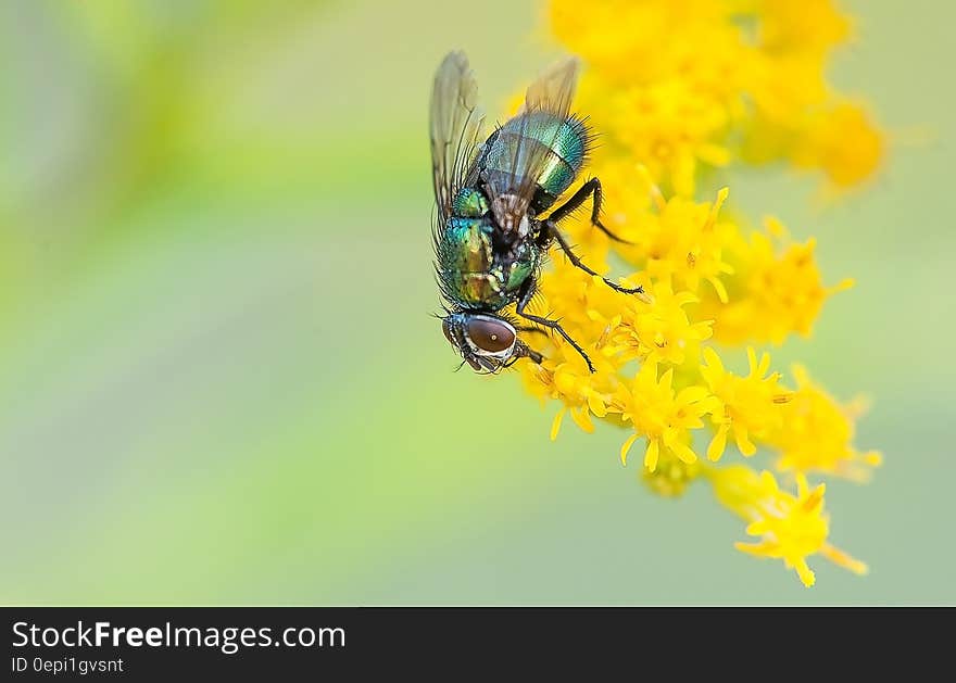 A house fly sitting on an yellow flower. A house fly sitting on an yellow flower.