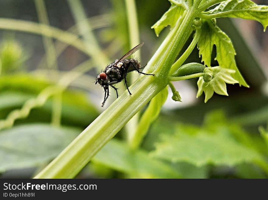 Black Fly on Green Leafy Plant