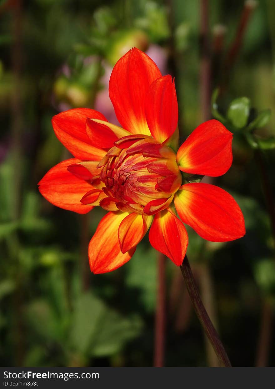 A close up shot of a bright red dahlia flower.