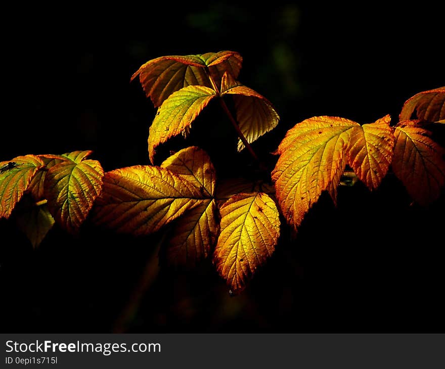 Autumn leaves of a vine or a tree in the sun.