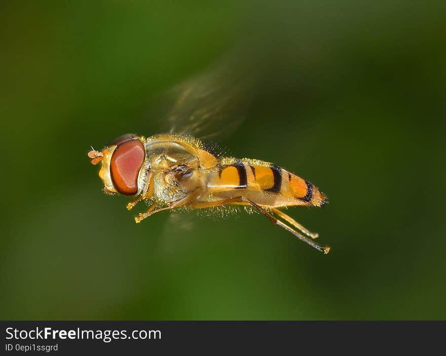 Orange and Yellow Insect