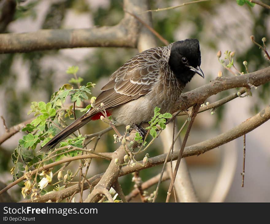 Brown Black Small Beak Bird on Brown Tree Branch during Daytime