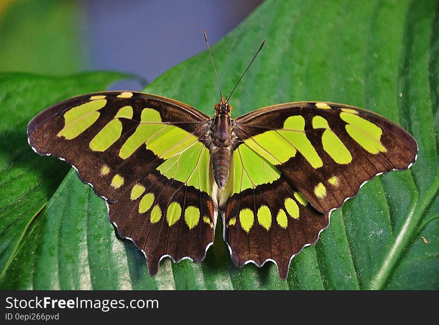 A green Siproeta stelenes (malachite), a neotropical brush-footed butterfly on green leaf. A green Siproeta stelenes (malachite), a neotropical brush-footed butterfly on green leaf.