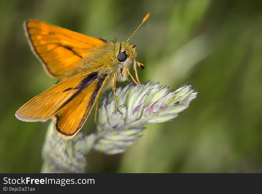 Yellow and Black Moth on Purple and Green Petaled Flower