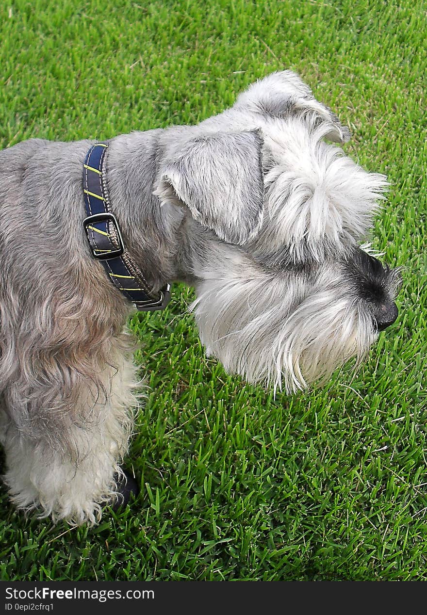 White and Grey Long Coat Dog