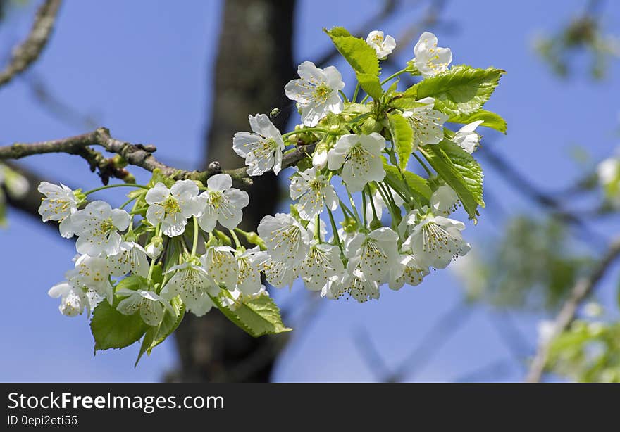 White 5 Petaled Flower