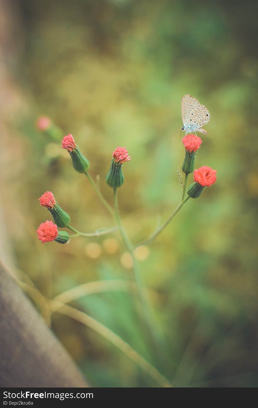 A small butterfly on the bud of a red flower. A small butterfly on the bud of a red flower.