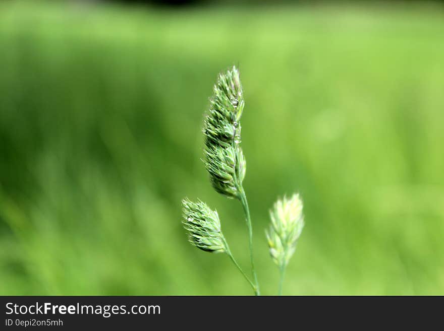 A close up of a stalk of grass. A close up of a stalk of grass.