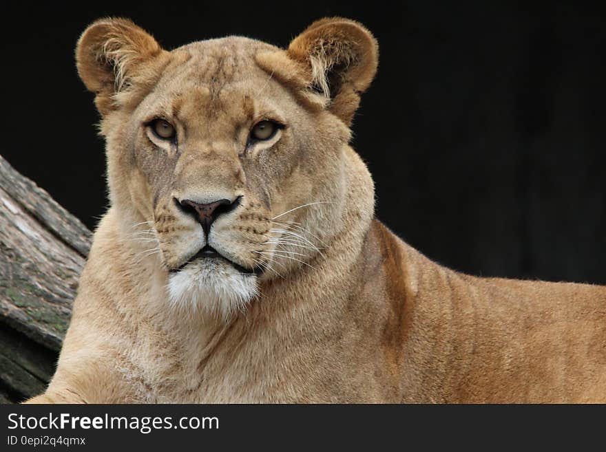 Brown Lioness