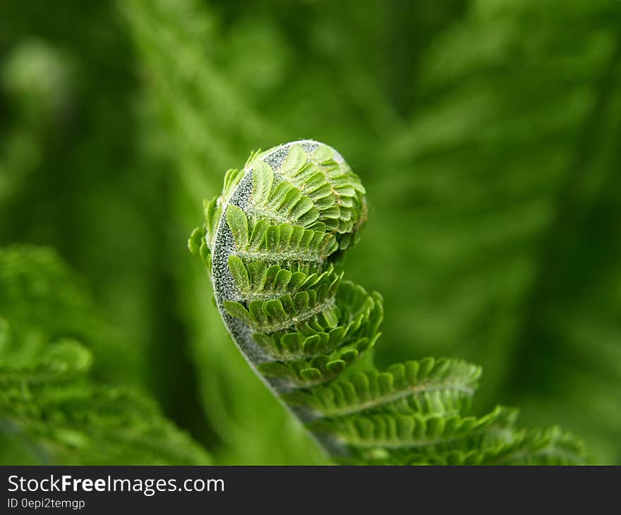 Green Fern Branch Curling