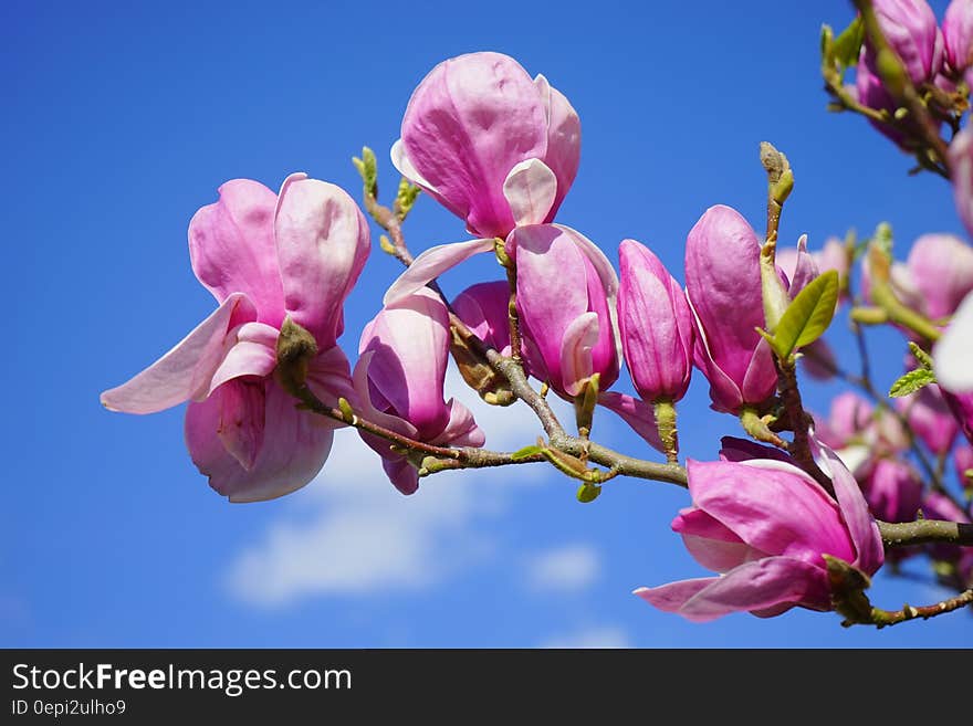 Pink Flower Under Blue Sky during Great Sunny Day