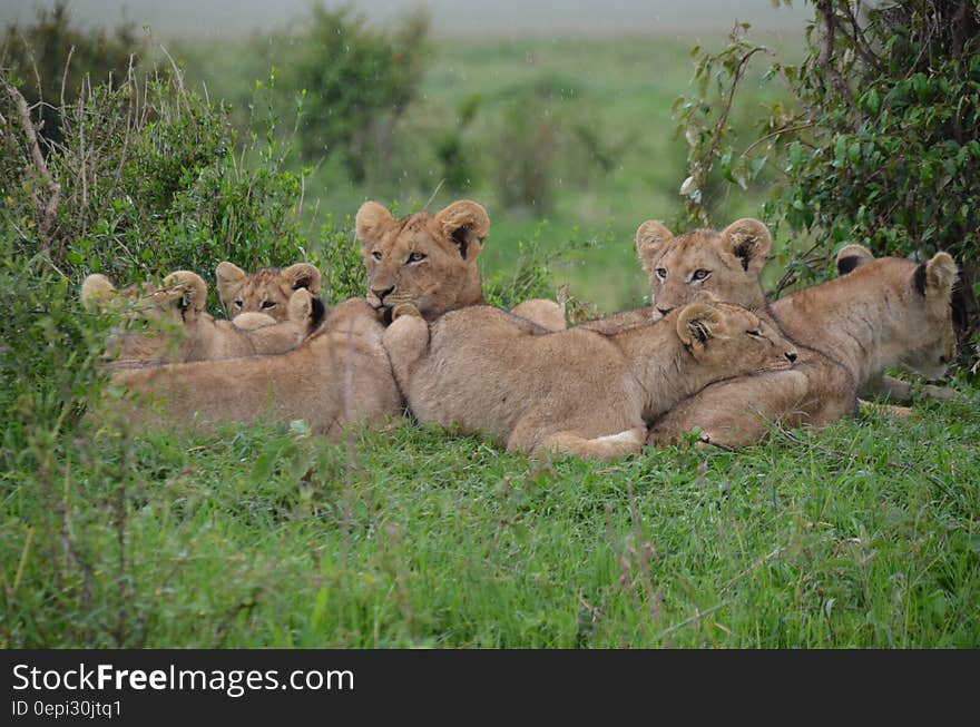 Tan Lionesses on Green Field during Daytime