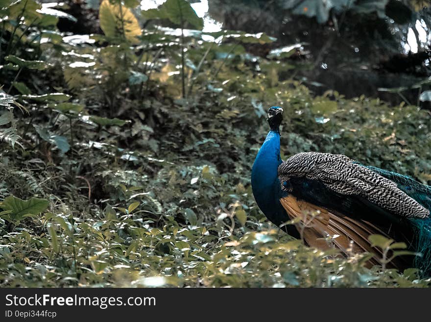 Blue Peacock on Green Grass Field during Daytime