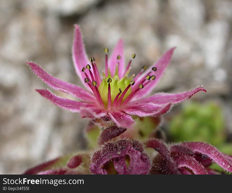 Purple Petaled Plant