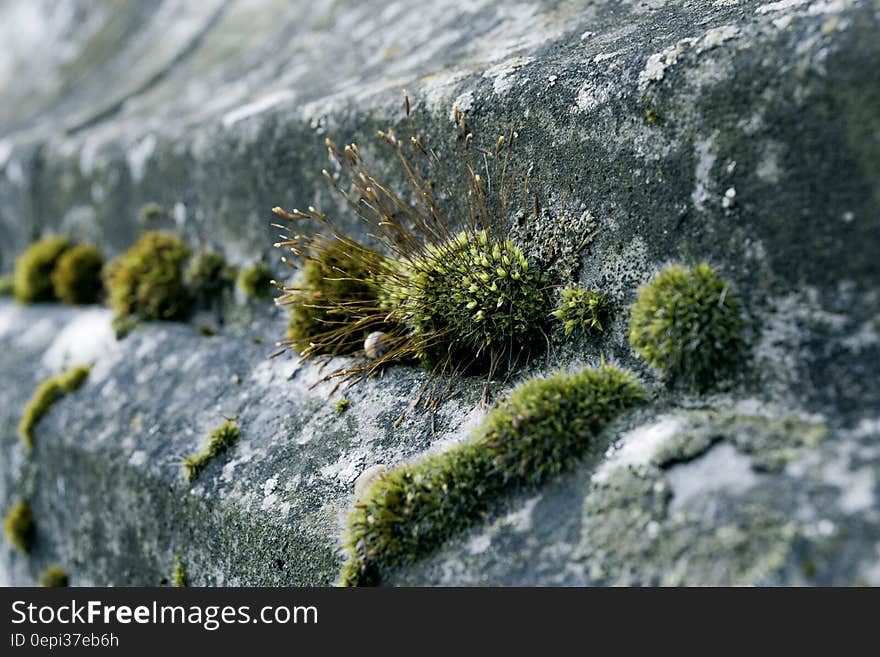 Green Moss on Concrete