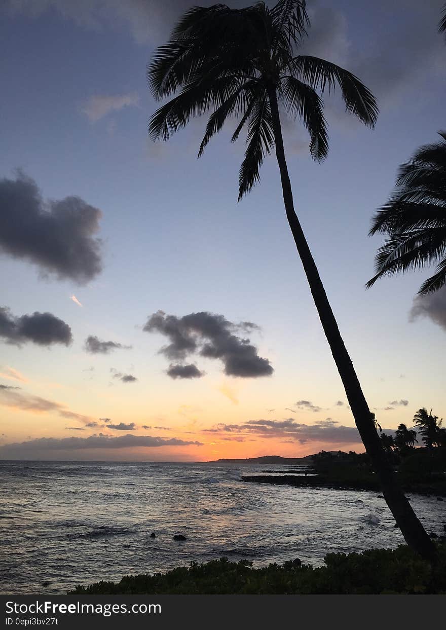 Coconut Palm Tree Near Ocean during Sunrise