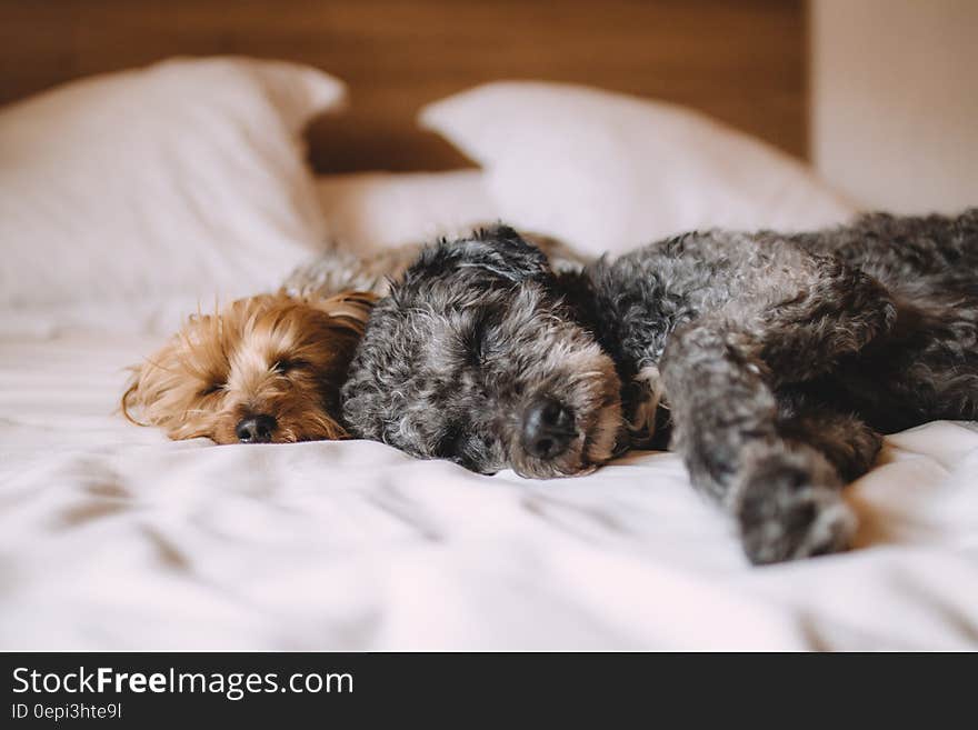 Two cute dogs sleeping together on soft blanket. Two cute dogs sleeping together on soft blanket.