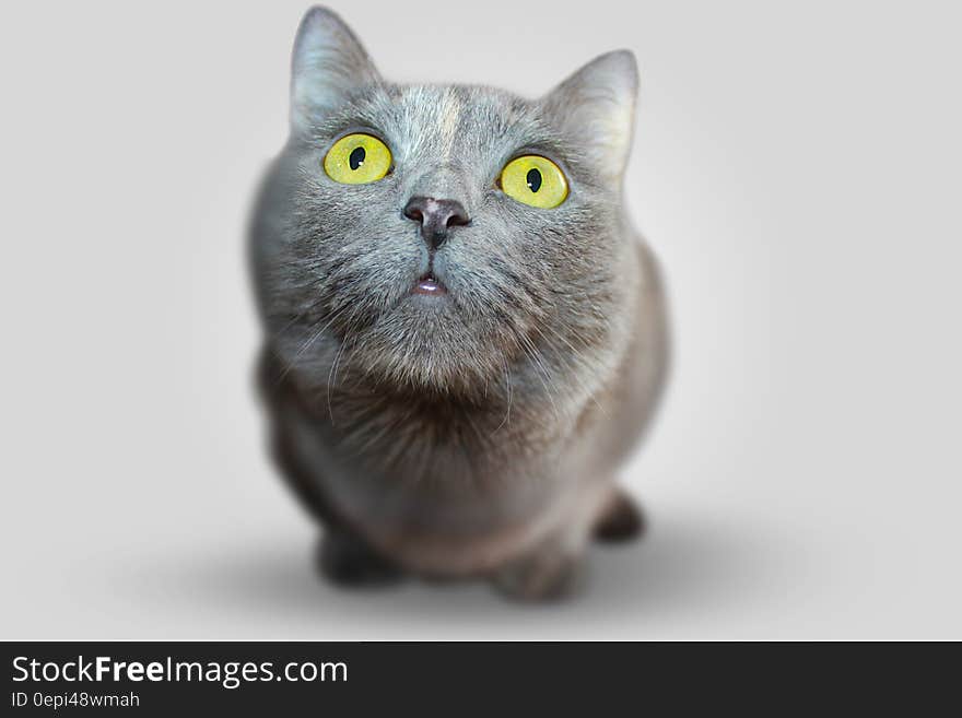 Portrait of cute staring cat with bright yellow eyes. Portrait of cute staring cat with bright yellow eyes.