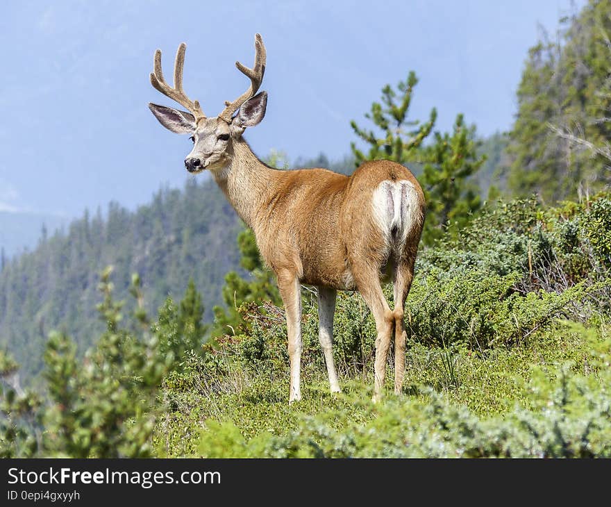 Brown and White Deer on the Green Mountain during Daytime