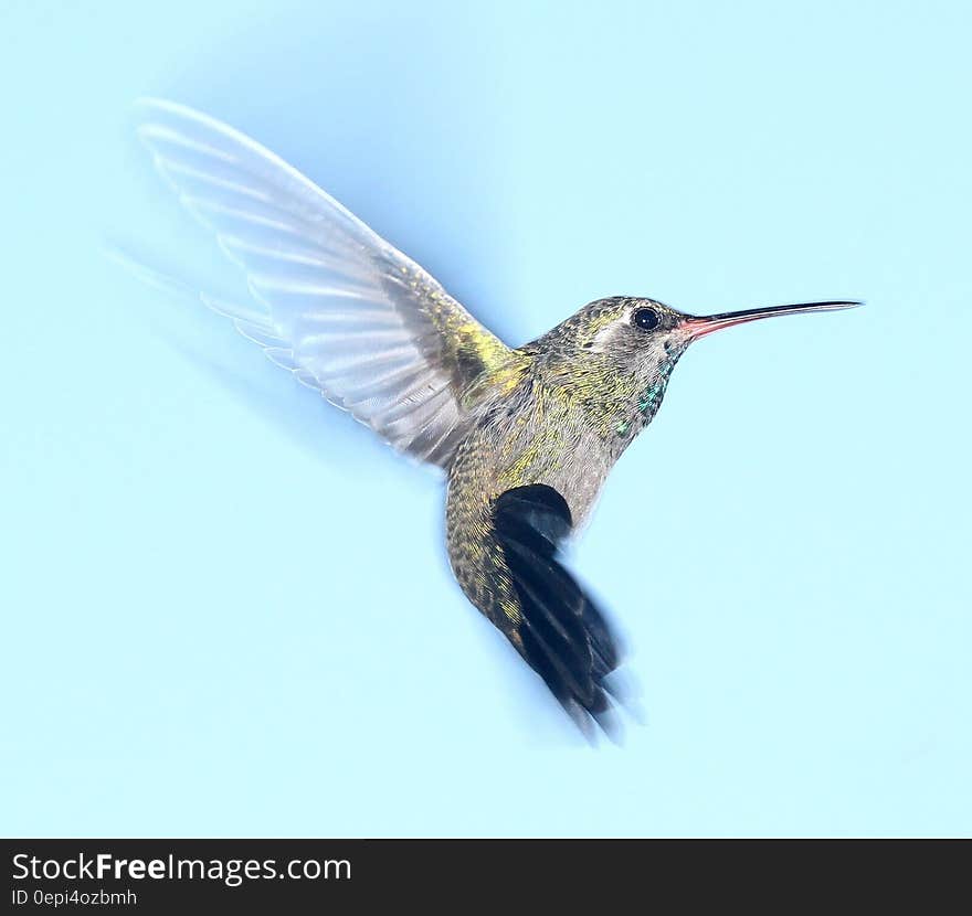 Side view of hummingbird in flight with blue sky background.