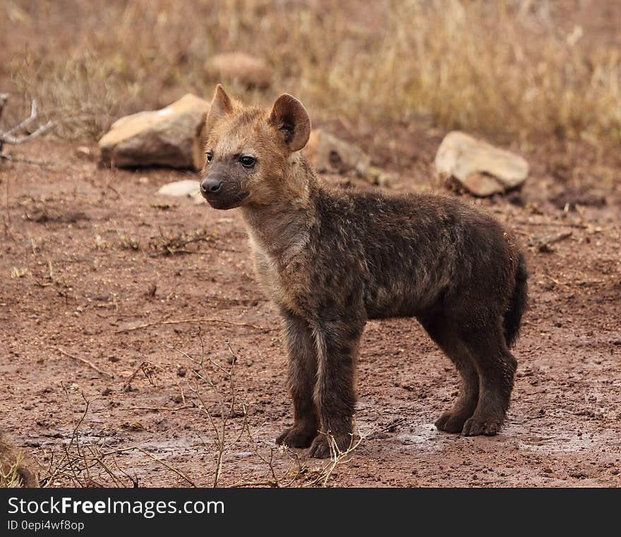 Brown Hyena Cub