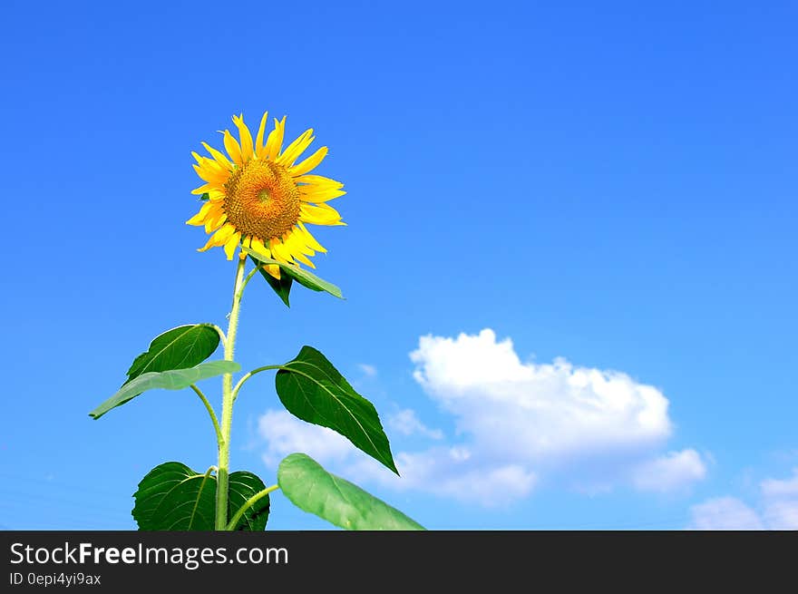 Sunflower Blooming during Daytime