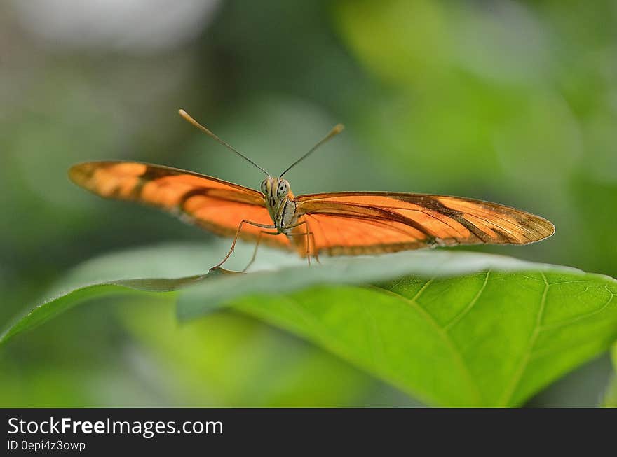 Brown Butterfly on Leaf in Macro Photography