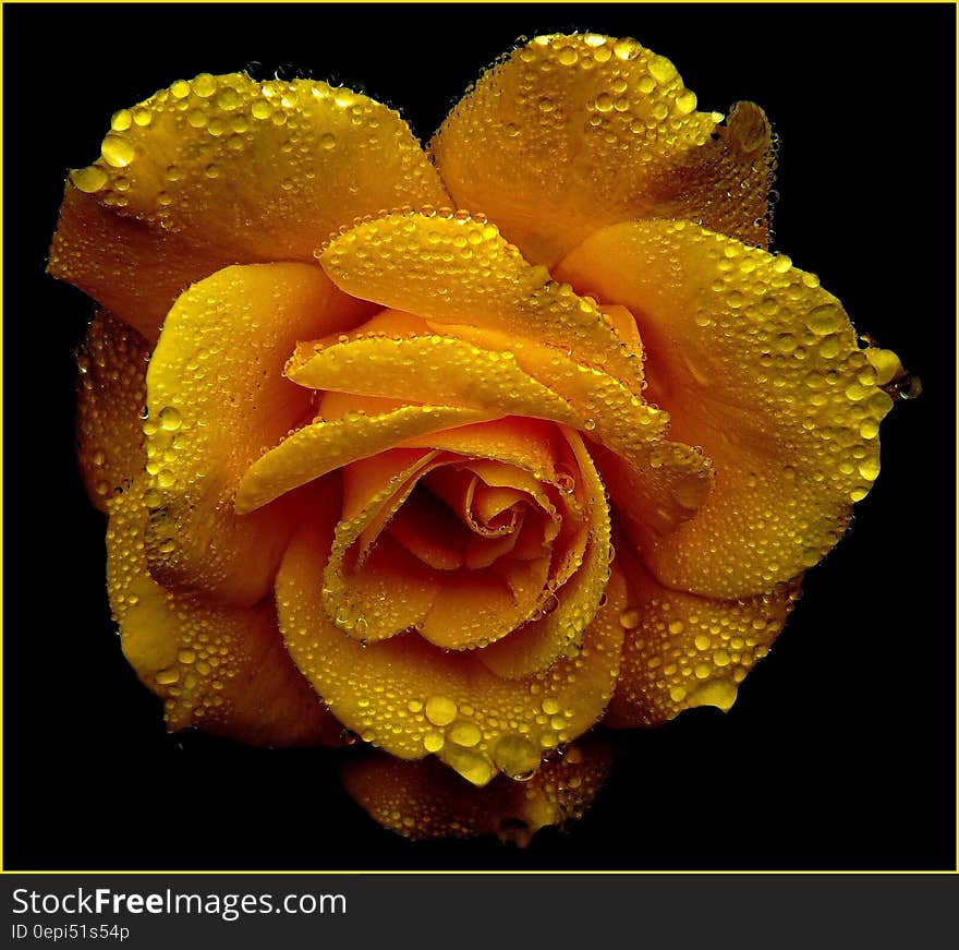 Shallow Focus Photography of Yellow Flower