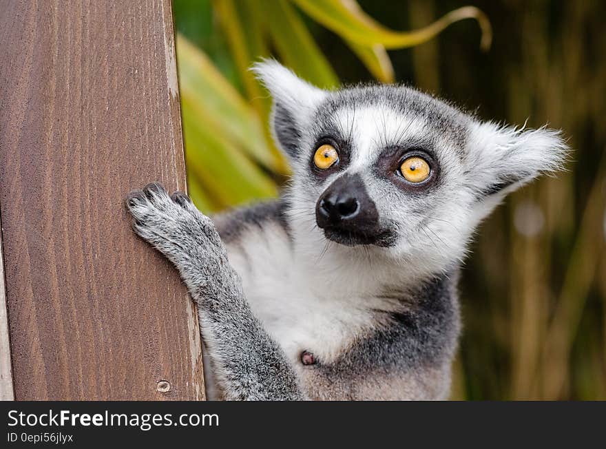 Outdoor portrait of a Madagascar lemur with yellow eyes staring.