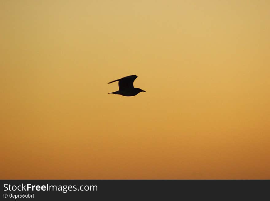 A silhouette of a flying seagull in front of a sunrise sky. A silhouette of a flying seagull in front of a sunrise sky.