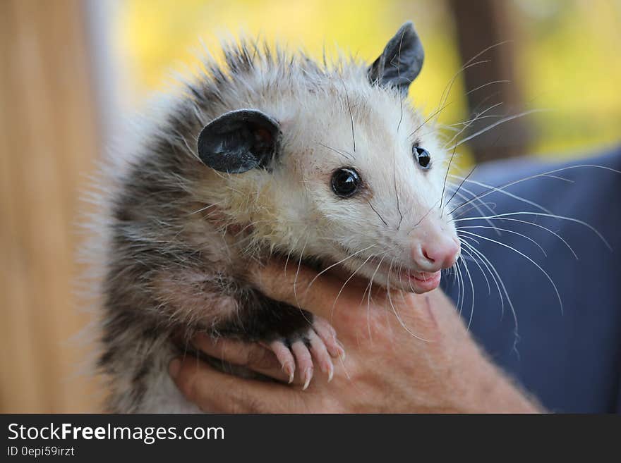 Black Brown and White Animal