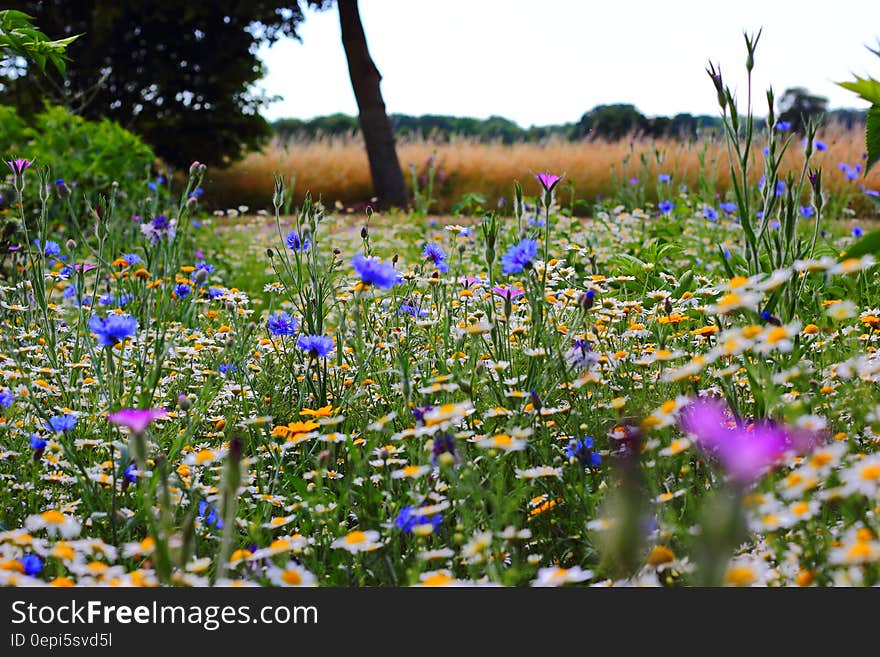 Wild white and yellow daisies, blue corn flowers and few irises in an informal garden with cereal crop in background. Wild white and yellow daisies, blue corn flowers and few irises in an informal garden with cereal crop in background.