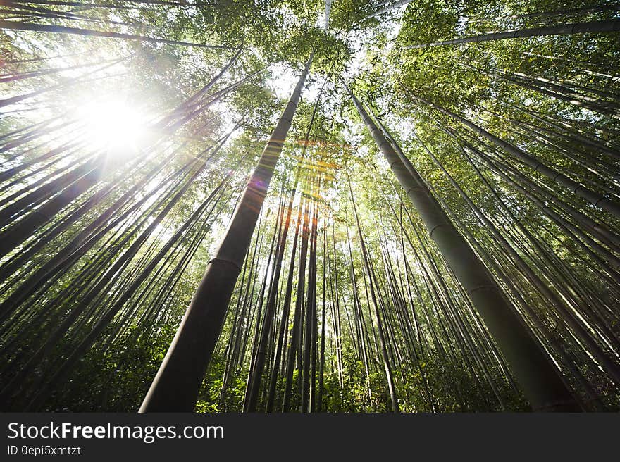 Sunlight over Brown Bamboo Trees