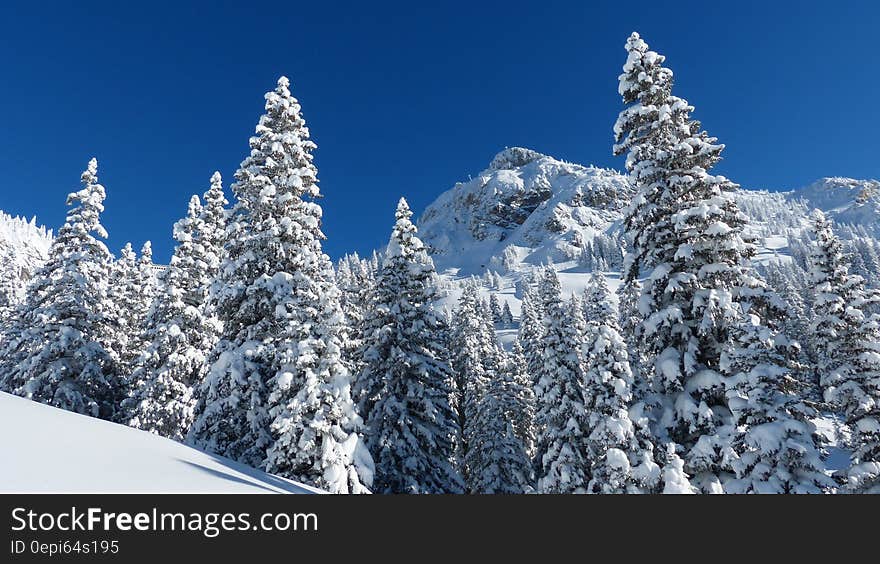 Fir trees in a mountain forest covered in snow. Fir trees in a mountain forest covered in snow.