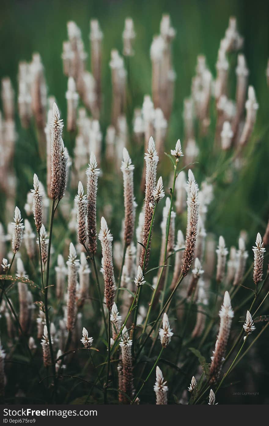 Close up shot of herbs growing in a field. Close up shot of herbs growing in a field.