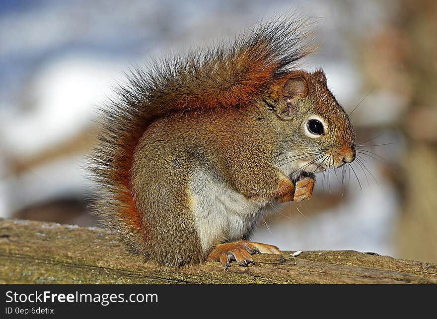 Small Squirrel Standing on Brown Wood