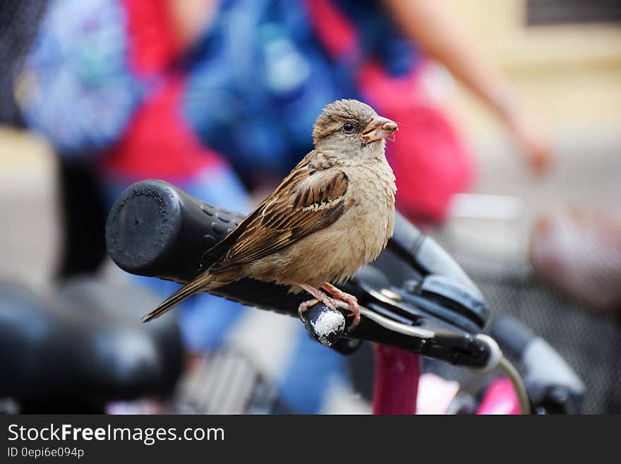 A sparrow perched on a bicycle hand brake. A sparrow perched on a bicycle hand brake.