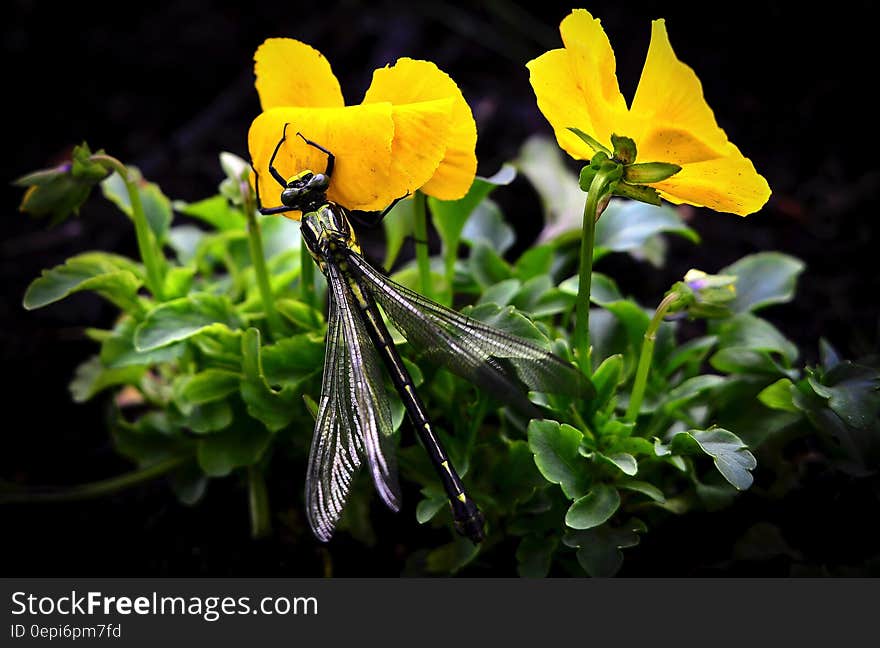 Dragonfly on Yellow Flowers