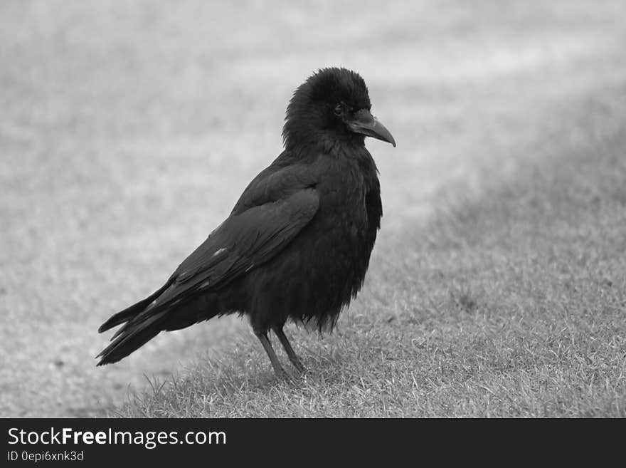 A black and white photo of a black crow on grass.