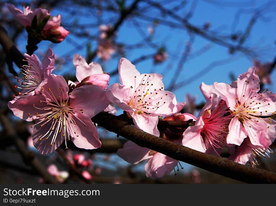 Pink Flowers