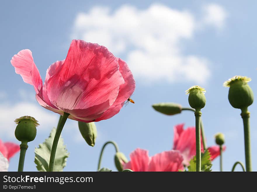 A close up of blooming poppies against blue skies.