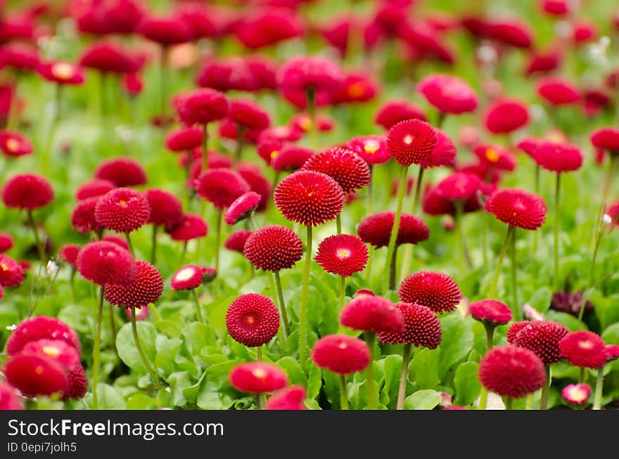 A field with red pomponette Bellis perennis (daisy) flowers. A field with red pomponette Bellis perennis (daisy) flowers.