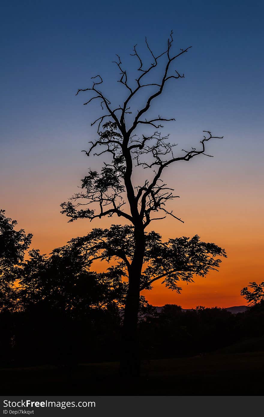 Black silhouettes of trees against the sky at sunset. Black silhouettes of trees against the sky at sunset.