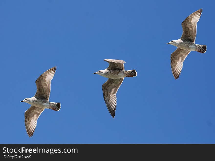 3 White Birds Flying Under Blue Sky